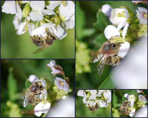 Apis mellifera | by Le pot-ager