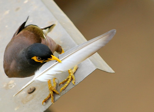 Nesting | by shubhangi athalye