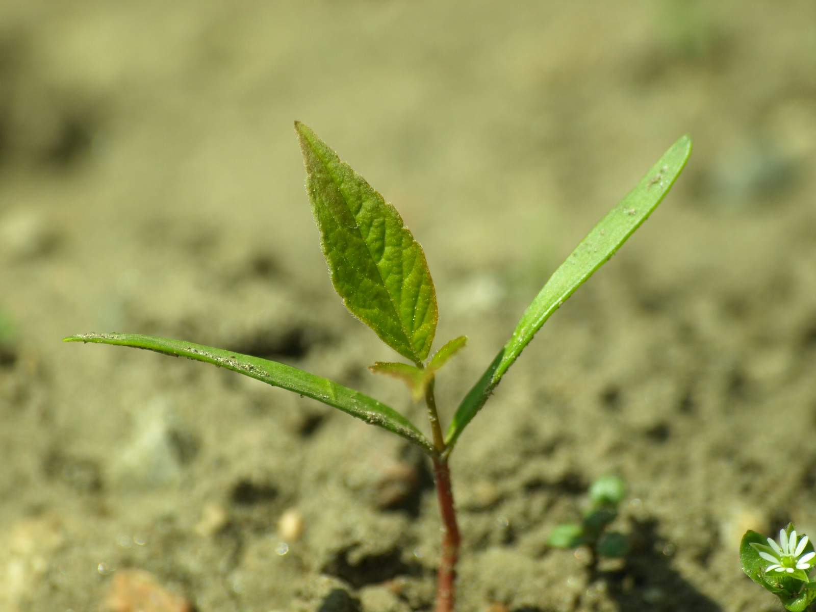 Tree seedling, courtesy of Fire Engine Red, Flickr, under Creative Commons.