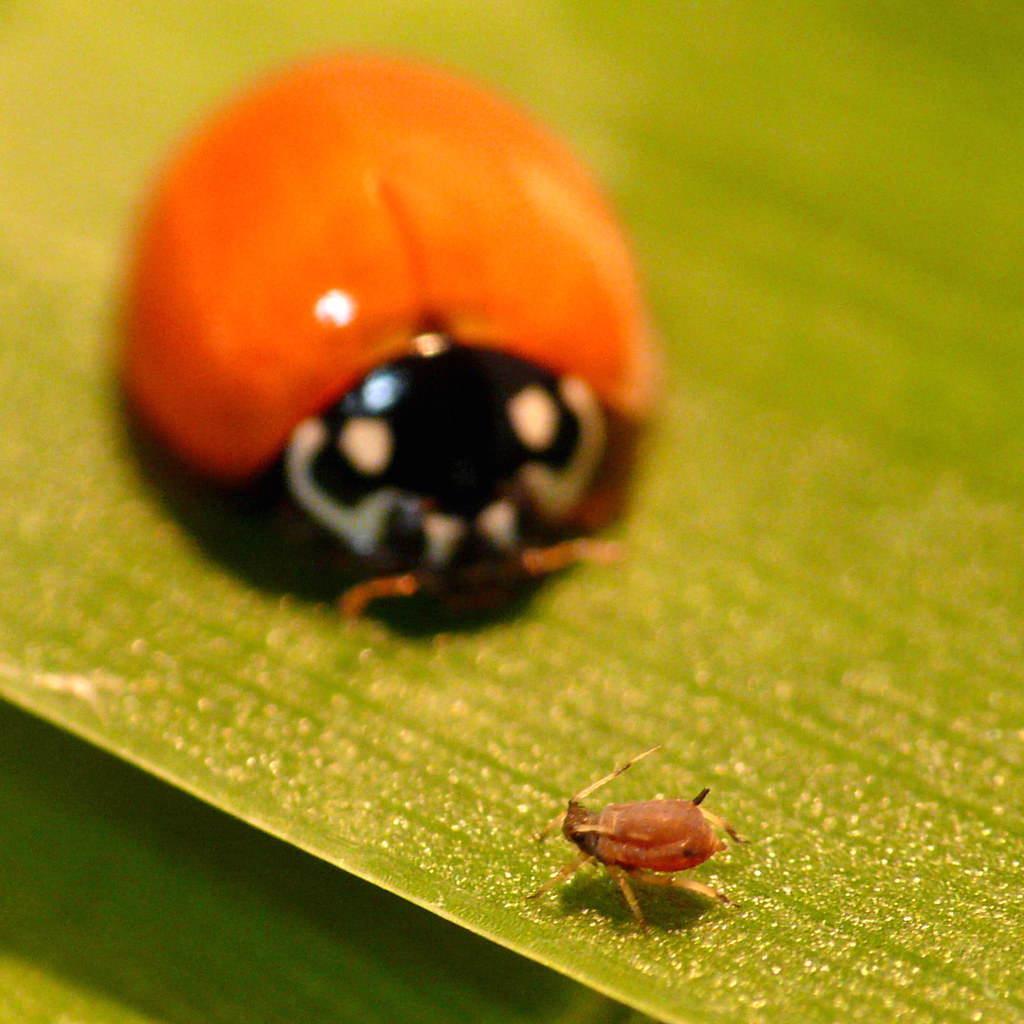 Alfred the aphid is having a BAD day | Must be Monday ..... … | Flickr