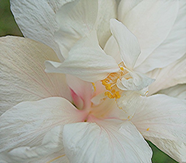 Pink-throated White Hibiscus with golden pollen