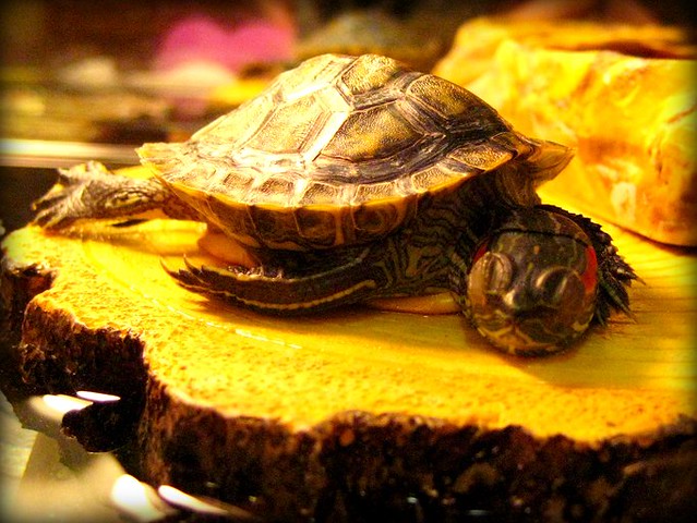 Quagga batalla Teleférico Kaplumbağam... / My turtle / Mi tortuga | _chocolate_ | Flickr