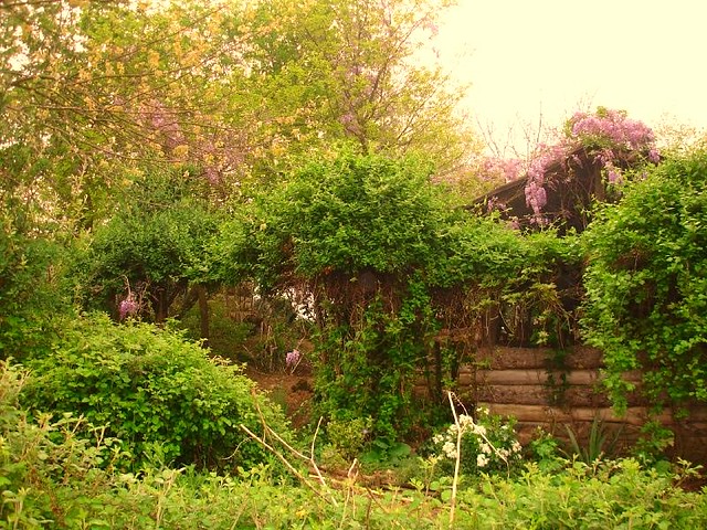 Wisteria in the trees around the goat shed