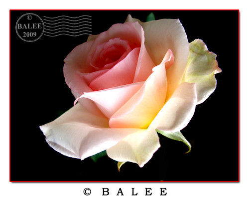 Delicate & Beautiful Rose  Rosa Rozen Gulab | by ღßẲŁĘĘღ»سبــحأن الله«