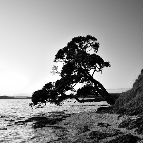 ocean newzealand sky tree beach water sunrise sand rocks auckland maraetai aotearoa