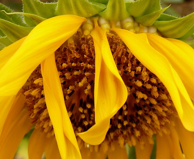 Girasol 03 - sun flower