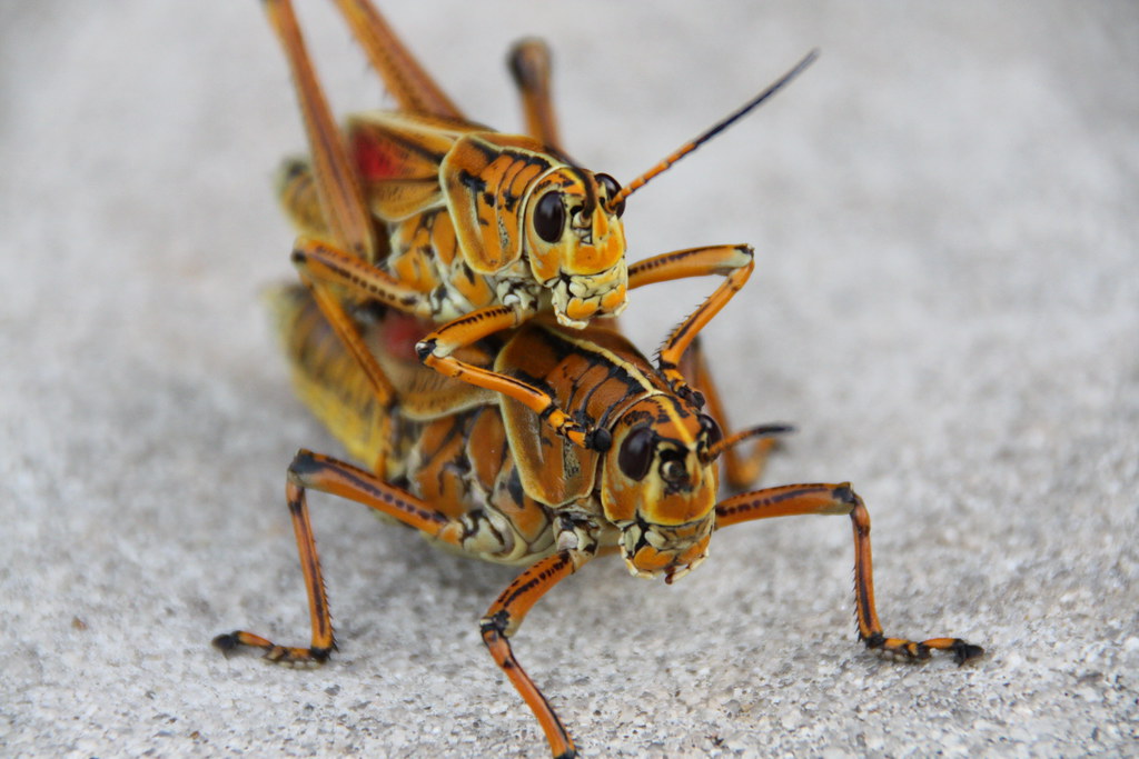 wild hoppers | In a loving mood | shoot and release | Flickr