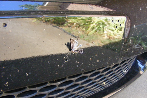 Insect Car-Kill | by Fleur-de-louis