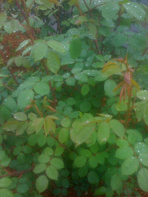 Green with raindrops.