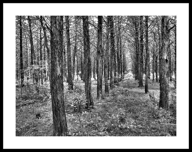 Parallel Forest at Meers Oklahoma