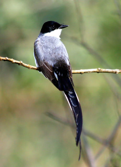 Tesourinha - (Tyrannus savana) - Fork-tailed Flycatcher