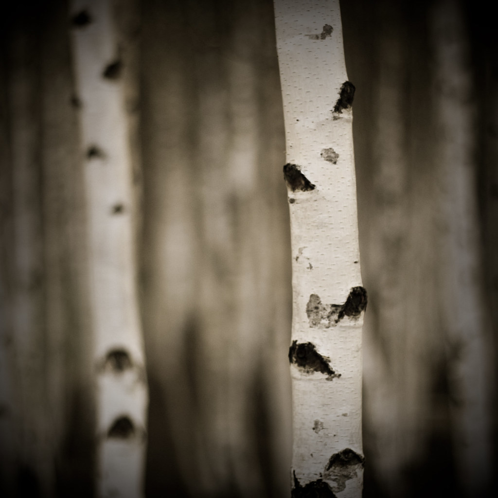 birch trees by kɐʇɹlow