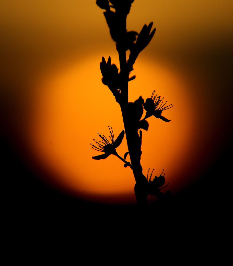 DSC04141 | Sunset with twig | Matt Bilton | Flickr