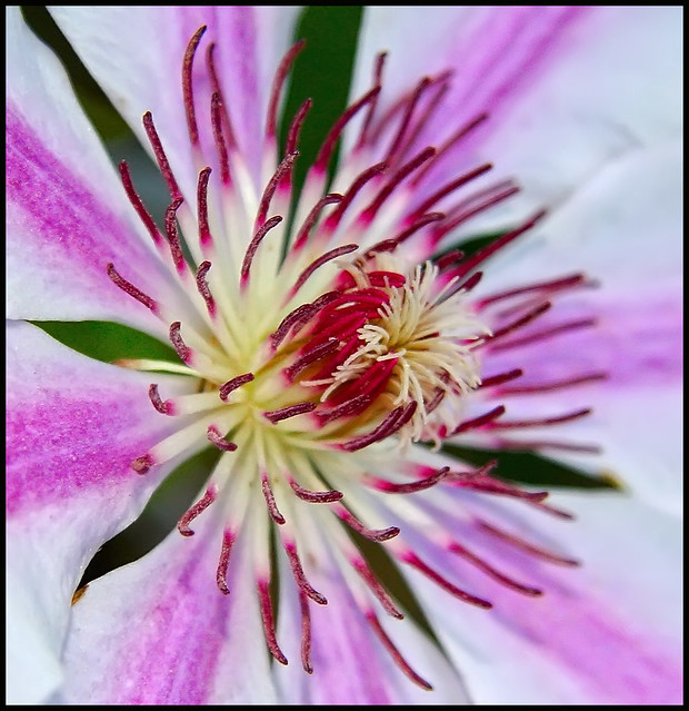 Pink Flower : Clematis
