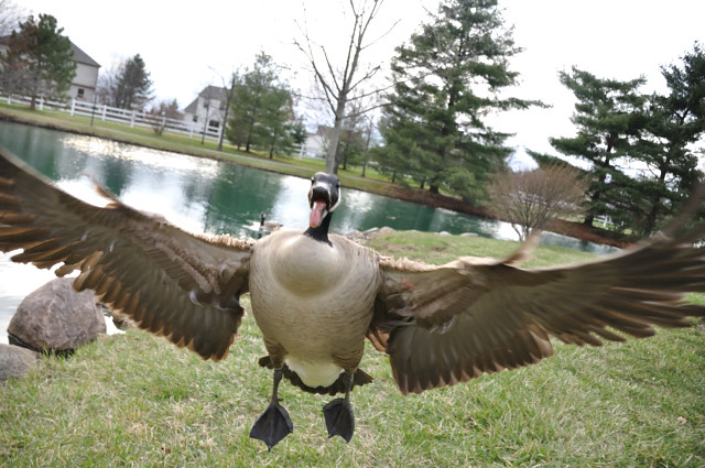 goose attack!