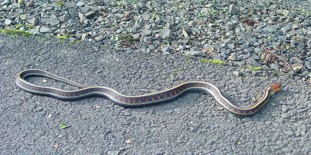 Red-spotted Garter Snake (Thamnophis sirtalis concinnus)
