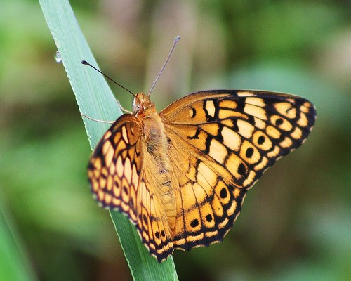 butterfly tx lepidoptera variegatedfritillary euptoietaclaudia ruskcounty