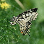 Schwalbenschwanz - Papilio machaon - Swallowtail