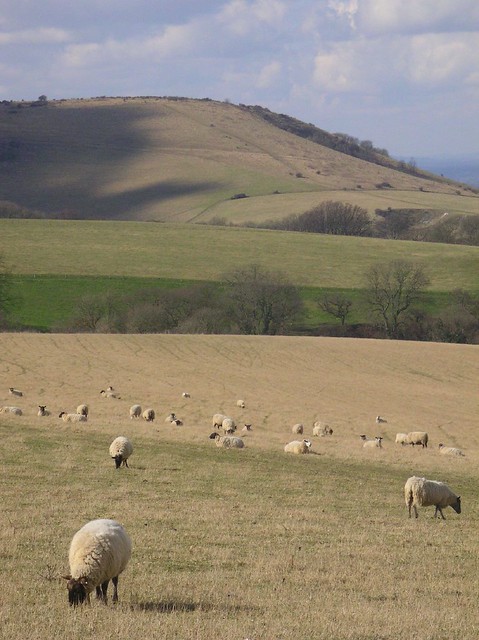 Book 1, Walk 29, Hassocks to Lewes A view of Wolstonbury Hill (Book 2, Walk 23) from near the Jack &amp; Jill windmills, 2nd March '06.