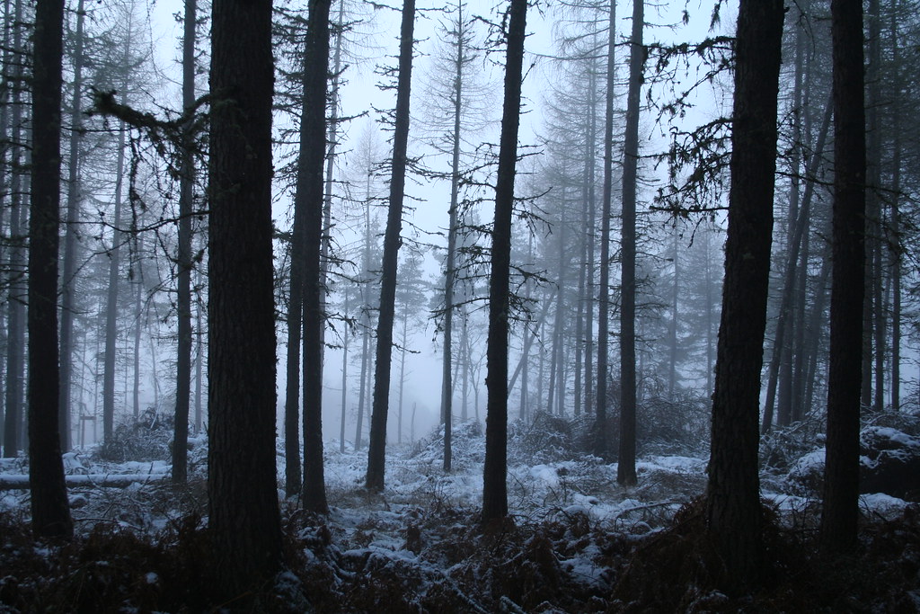 Cold Eerie Forest by Superali007