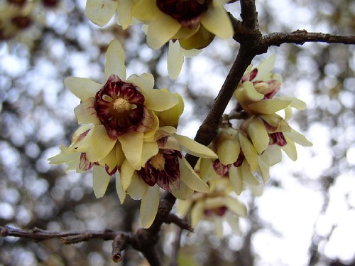 Winter Sweet | Chimonanthus praecox smells good and flowers … | Flickr