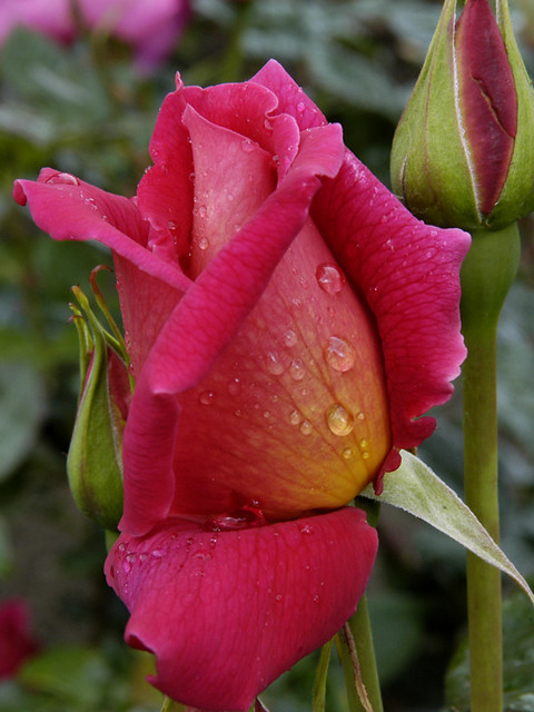 Rose Garden Bud
