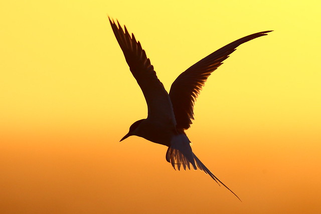 Sunset Tern