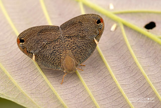 Moth-like planthopper (Ricaniidae) - DSC_5326