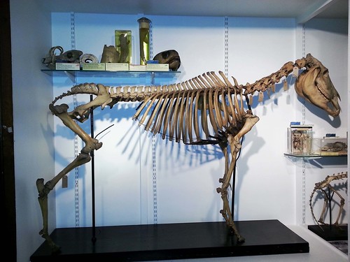 Quagga after conservation (3 legs)