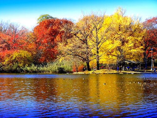 newyork brooklyn dmitriyfomenko image foliage reflection prospectpark