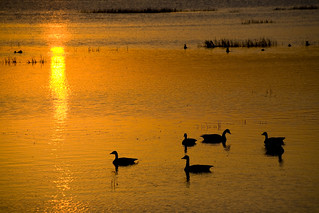 Sunrise over Big Detroit Lake & Geese [3773]