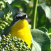 Flickr photo 'YELLOW-BREASTED CHAT  (Icteria virens)' by: Maggie.Smith.