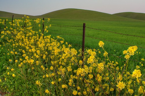 california green grass yellow fence landscape spring nikon hills mustard pastoral livermore hdr brassicaceae d300 mustardflower