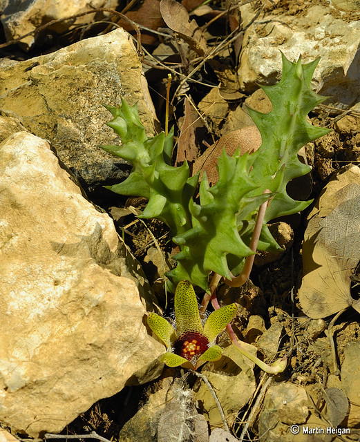 Orbea maculata subsp. kaokoensis flowering in habitat