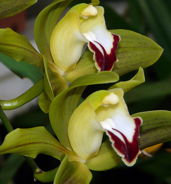 Cymbidium lowianum 'Pitts' species orchid