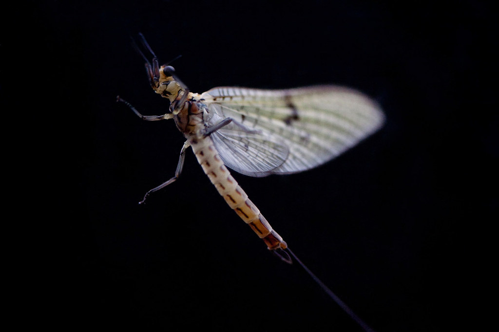 Mayfly Back View Mayfly on Black | A mayfly - again, landed on window | Mayo Nissen | Flickr