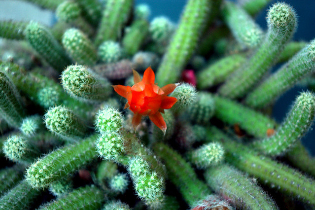 Every cactus has its flowers