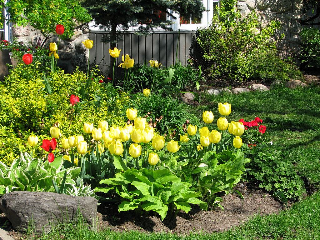 Beaucoup de tulipes dans un jardin by !MimosaMicheMichelle!