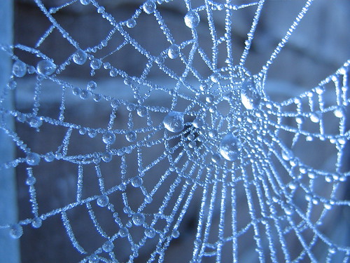 Frozen Spiders Web | by barmaidtor