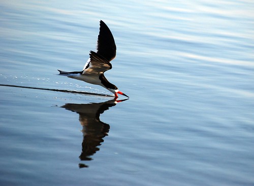 bird water waterbird blackskimmer pensacolabay