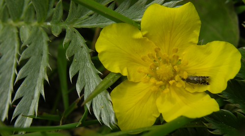 Silverweed | by Giles Watson's poetry and prose