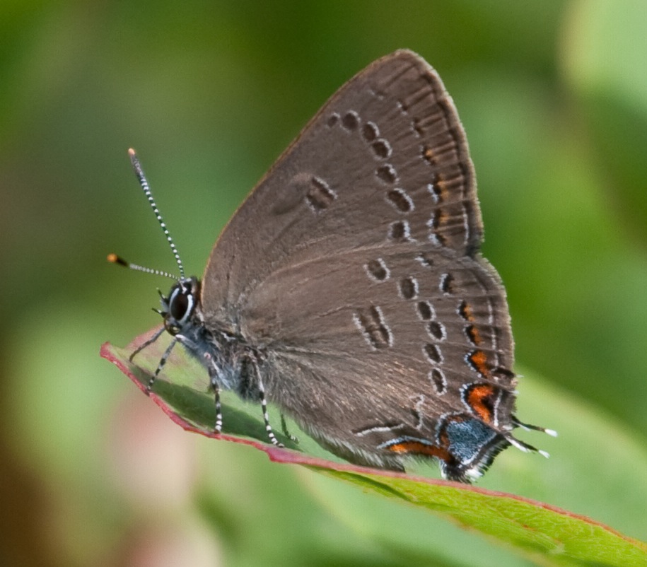 Edward's Hairstreak