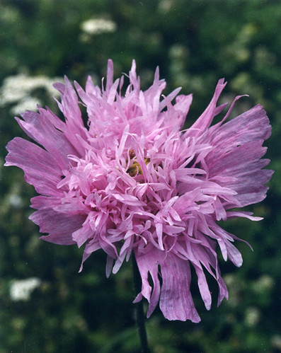Pink Poppy I [Forni Di Sotto - 10 August 2004]