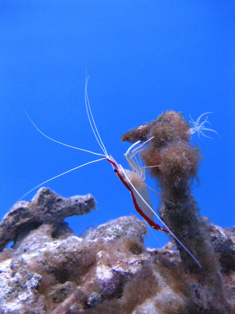 Crazy Shrimp
