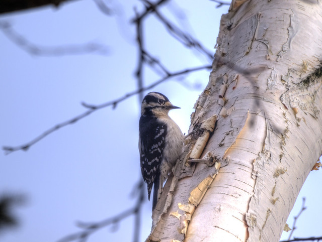 Small Little Woodpecker in Caledon, Ontario #1
