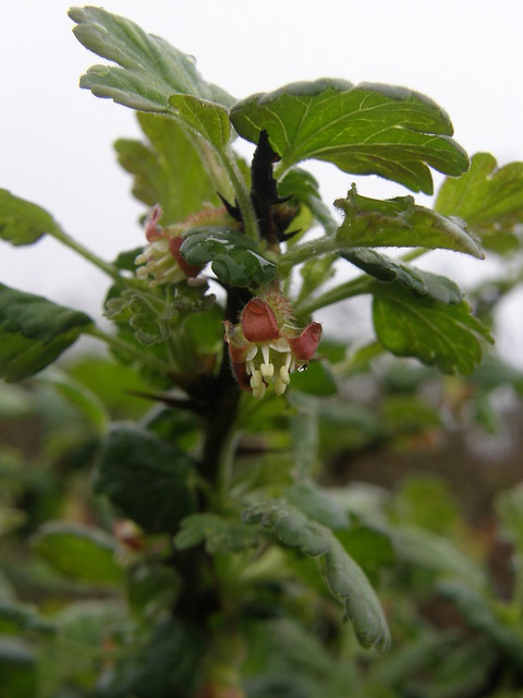 Ribes uva-crispa (European Gooseberry / Kruisbes) 1072