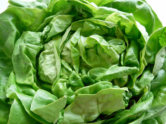 Lettuce of the day 109/365