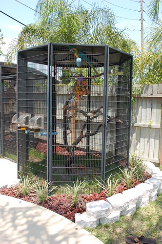 plants bird pool by dave yard landscape outside outdoors design back orlando backyard florida landscaping working parrot land fl scape macaw cages aviaries scaping womach