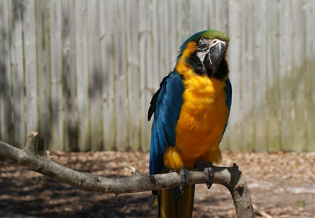 Parrot - The Zoo Northwest Florida