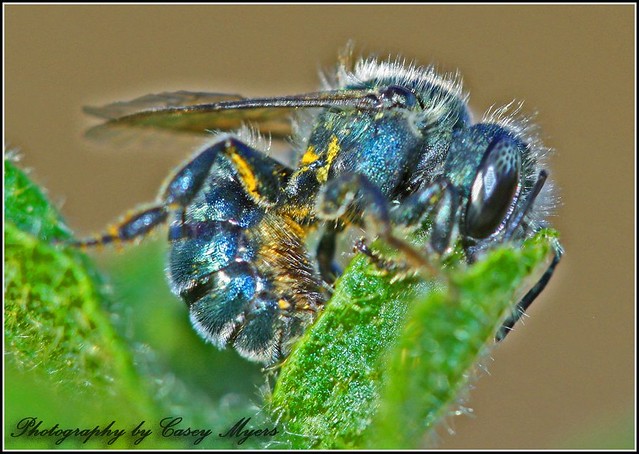 Blue Metalic A Bee